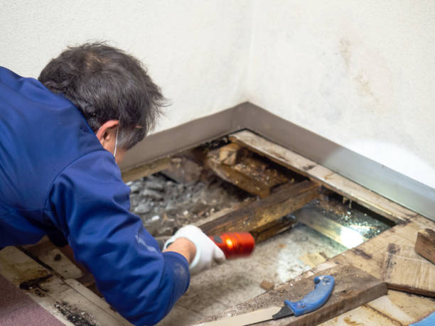 Best Fast Mold Removal  in West Dennis, MA
