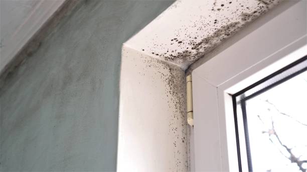 Best Home Mold Removal  in West Dennis, MA