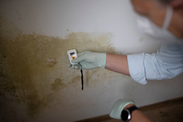Best Mold Damage Repair  in West Dennis, MA