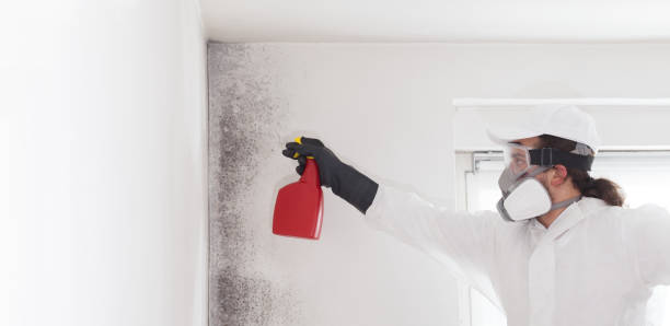 Best Attic Mold Removal  in West Dennis, MA