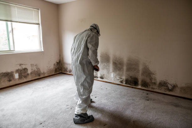 Best Emergency Mold Removal  in West Dennis, MA