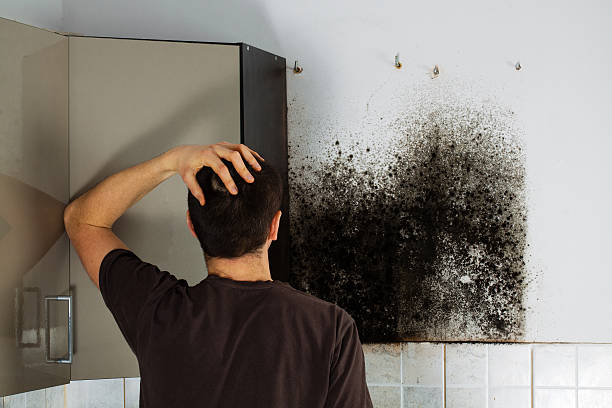 Best Local Mold Removal Service  in West Dennis, MA