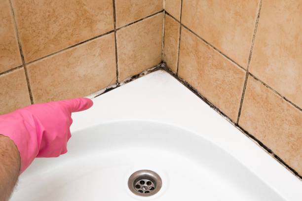 Best Mold Removal Near Me  in West Dennis, MA